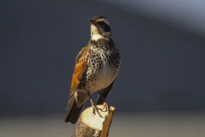 Close-up of bird perching outdoors