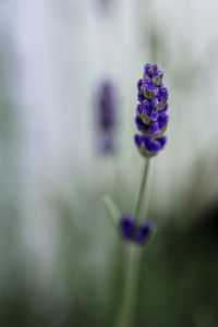 Close-up of purple flowering plant on field