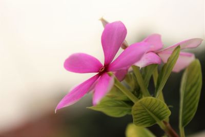 Close-up of pink flowers