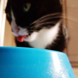 Close-up of cat drinking water