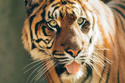 Close-up of a tiger