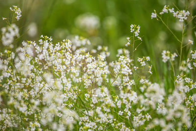 Close-up of white flowering plants on field