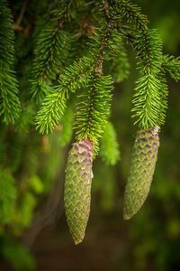 Beautiful, young spruce tree cones with resin dripping. spring scenery, christmas decoration.