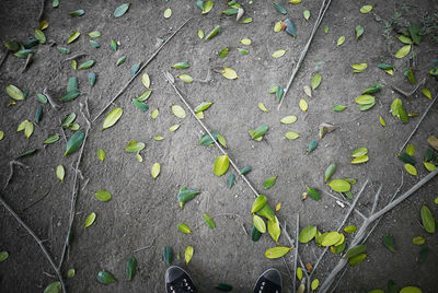 Close-up high angle view of leaves