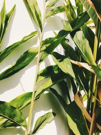 Close-up of green leaves