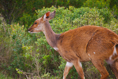 Side view of bushbuck on field