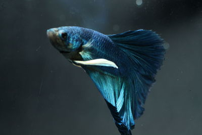 Close-up of blue siamese fighting fish swimming in aquarium