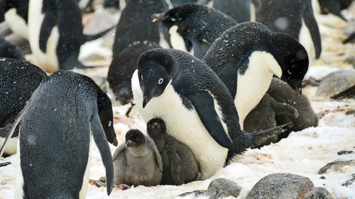 Adelie penguin with two chicks 