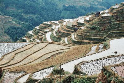 Scenic view of rice fields