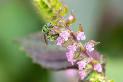 plant