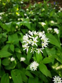 Close-up of white flowering plant