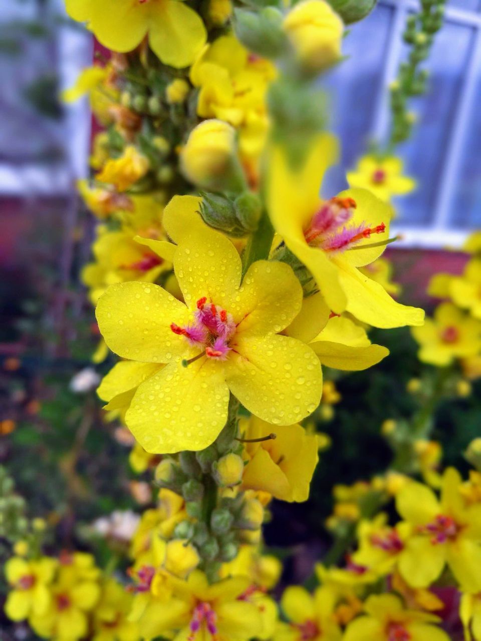 CLOSE-UP OF YELLOW FLOWERS ON PLANT