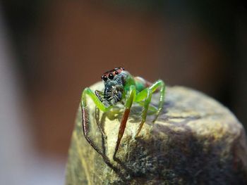 Close-up of insect on rock