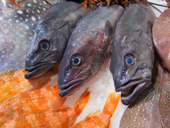 Close-up of fish in market stall