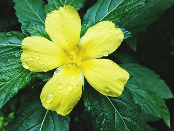 Close-up of wet yellow flower blooming outdoors