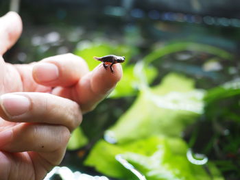 Close-up of salamander on finger