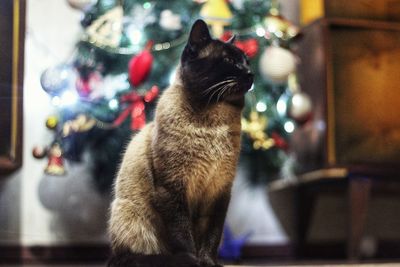 Close-up of a cat looking away