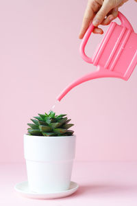 Cropped image of hand holding potted plant against white background