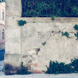 Plants growing on wall