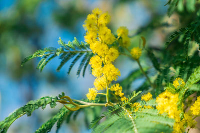 Close-up of yellow flowering plant