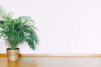 Potted plant against white wall