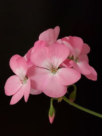 Close-up of pink flowers against black background