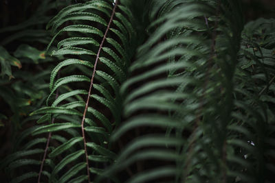 Close-up of green leaves