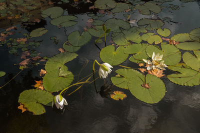 High angle view of leaves floating on water