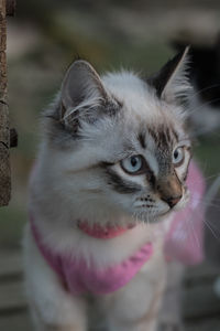 Close-up of cat looking away