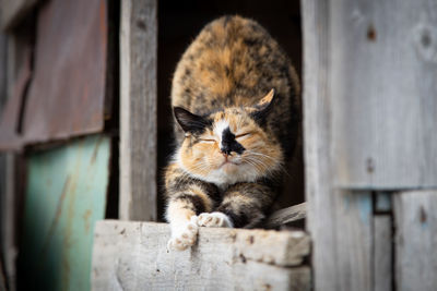 Cat relaxing on wood