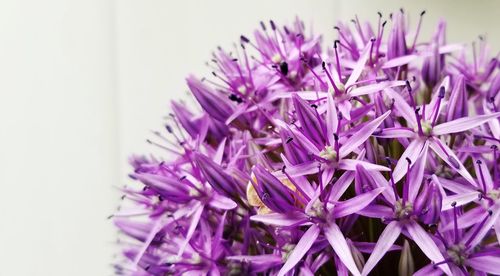 Close-up of purple flowering plant over white background