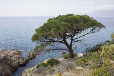 Tree by sea against sky