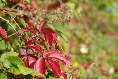 Close-up of pink flowers blooming outdoors