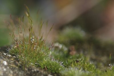 Close-up of moss on stone