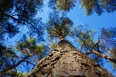 Low angle view of trees against clear blue sky