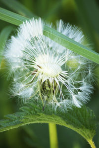 Close-up of dandelion on plant