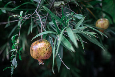 Close-up of fruits on plant