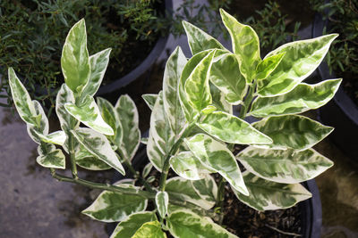 High angle view of fresh green leaves