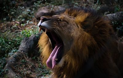 Lioness looking away