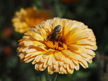 Close-up of bee on yellow flower