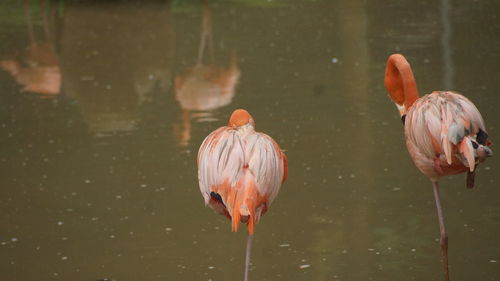 View of birds in lake