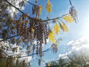 Low angle view of yellow flowers