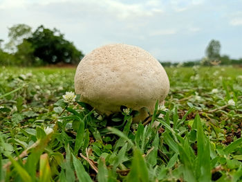 Close-up of mushroom growing on field