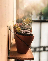 Close-up of potted plant on table, beauty succulent flowers in day with shiny sun
