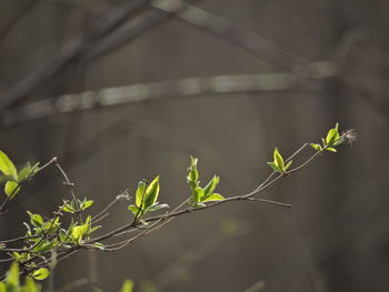 Close-up of flowering plant