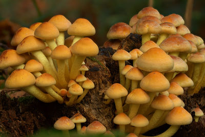 Close-up of mushrooms, multi focus stack 