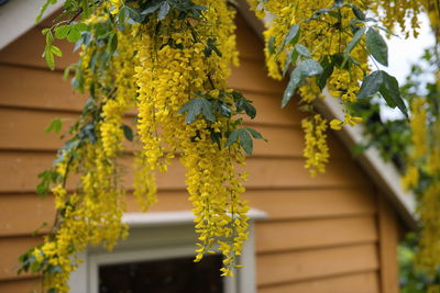Close-up of yellow flowering plant against building