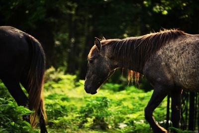 Horses grazing on field