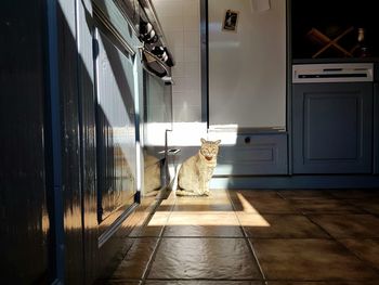 Portrait of dog by door