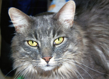 Close-up portrait of tabby cat